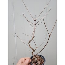 바닐라가든 미스김 라일락분재형 79