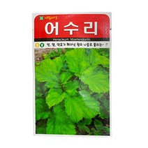 어수리 씨앗 50립 [23년포장]