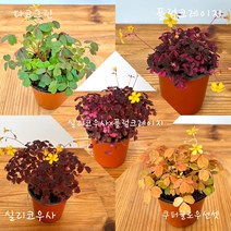 사랑초(5종) 옥살리스 휴면기없는사랑초 인테리어식물, 3. 플럼크레이지