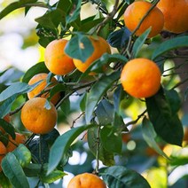 제주금귤 노지감귤 제주 서귀포 타이벡감귤, 가정용 3kg 로얄과 32-48과