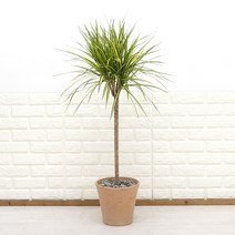 대형 드라세나 마지나타 럭키 황금빛 잎이 매력적인 인테리어식물 카페화분, 1개, 3.대형마지나타 1단 이태리토분 코너 연황토색