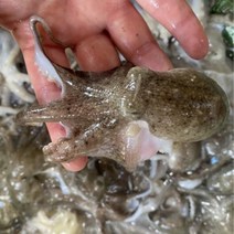 [산지직송] 국산 생물 쭈꾸미 서해안 활쭈꾸미 1kg 알배기 봄쭈꾸미 알쭈꾸미, 활쭈꾸미 2kg