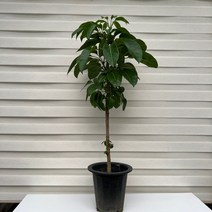 [다은꽃농원]대엽홍콩야자 대엽야자 외목대 키우기쉬운 실내공기정화식물 이국적인 느낌의 인테리어, 1개