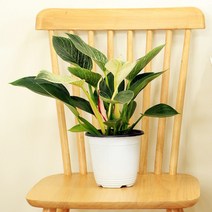 버킨 무늬 콩고