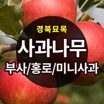 [경북농원] 사과나무묘목 이중접목 특묘 (부사/홍로/시나노골드/미니사과), 부사 이중접목  상묘