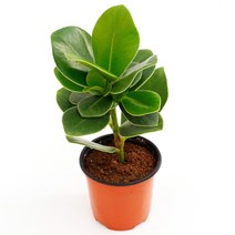 실내공기정화식물 120종 꽃 화분 미세먼지제거 아레카야자 해피트리 금전수, 모종포트, 크루시아, 1개, 1개