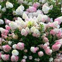 목하원예조경 신품종 유럽 목수국나무 묘목 (선데이프레이즈) 포트묘, 1개, 혼합색상