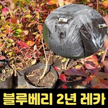 블루베리나무 2년생 레카 블루베리묘목 토양 피스모스12L 포함, 상세페이지 참조, 상세페이지 참조