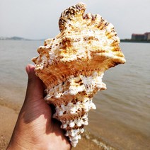 조개공예품 초대형 소라 장식 천연 왕소라 조개 집안 어항 조경 공예-40693, 05.25-27센티 아이템
