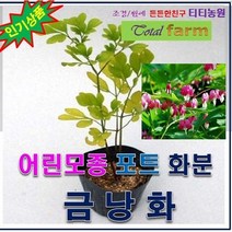 TB/포트묘/화분용/실외 조경용 / 금낭화 5포트
