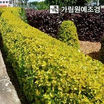 사철나무 황금사철 상록수 정원수 조경수 가림원예조경, 황금사철 4치포트(10개세트)