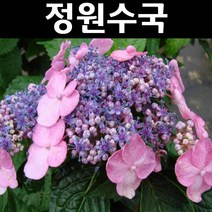 정원수국(엔들레스썸머) 트위스트앤샤우트 개화주 3L화분 1개/나무 묘목/꽃나무/조경용