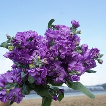 (하나플란츠) 생화 스토크 1단 농장 수확 직송 꽃 선물 택배 온라인 꽃시장 꽃도매 (도착예정일은 따로 문의), 스토크블루