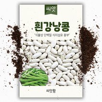 흰 강낭콩씨앗 (100립)