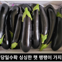 [국내산/국산] 당일수확 통통한 팽팽이 가지 10개입 산지직송 제철 햇가지 국내산가지 국산가지 햇 가지 팽팽이가지 유럽종 유럽가지 갖, 10개입 (2입봉x5개)