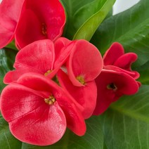 대왕꽃기린 빨강 온정원 공기정화식물
