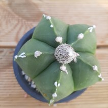 청난봉옥(정가네다육), 8~9cm