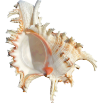 조개껍질 장식 조개껍질세트 천연 대형 소라 껍질 컬렉션 아프리카 터번 산호 집, 1.16cm-18cm