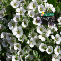 이끼용담 [4포트] (복남이네 야생화 모종 지피 집소필라 gypsophila 화이트 봄)