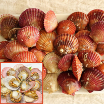 계절식탁 통영 쫄깃쫄깃 제철 비단 홍 가리비, 4kg