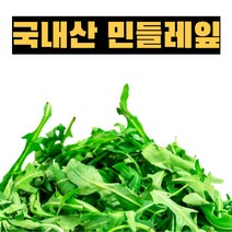 국내산 생 민들레잎 400g 1kg 쌉싸름한 나물 된장국 나물요리 나물무침 생나물 봄나물 민들레나물 생민들레 선별 수확, 생민들레잎 1kg