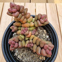 엘레강스 키우기 물이들면 예뻐지는 다육식물1-30 랜덤발송, 단품