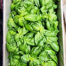 야채24닷컴 스위트 바질 100g, 1개