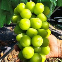 [당일수확 산지직송] 경북영천 씨없는 당도선별 샤인머스켓, 선물용, 2kg(3수)