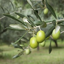 묘목 [올리브] 레씨노 (포트) /5주 W0353