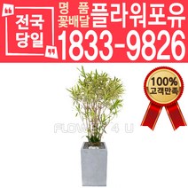 송오브인디아 개업화분 개업선물 배달 이사 실내공기정화