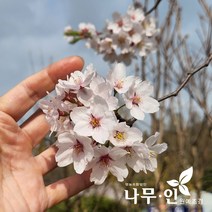 [나무인] 왕벚나무묘목 5그루, 5개