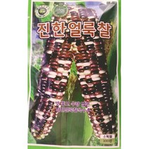 씨앗 진한얼룩찰옥수수 80립
