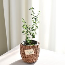 실내공기정화식물 율마 아레카야자 스킨답서스 산세베리아 테이블야자 유칼립투스 이레카야자 페페 스투키 몬스테라, (식물만), 28.유칼립투스