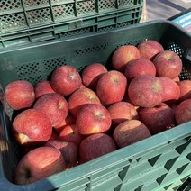 안동 부사 사과 2 3 5kg 사과한박스 사과직거래 햇사과 부사사과, 안동 부사 사과 5kg 중소과 18-22과