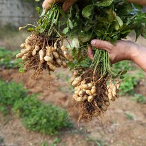 국내산 생땅콩 피땅콩 1kg 2kg 산지직송, 1통, 1kg 1박스
