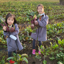 제주도 무농약 레드 비트 5kg 햇비트, 제주 무농약 햇비트 5kg (소/25개 전후), 1개