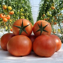 껍질 얇고 맛있는 동양종 토마토 5kg, 동양종토마토 5kg 소과, 1개