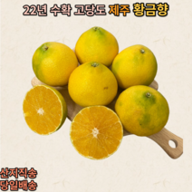 제주 가정용 선물용 제철 황금향, 2kg(5~10과), 1개