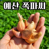 농사친구 쪽파 씨앗 종구 예산 구근 쪽파씨 김장용, 2kg