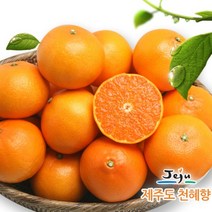 [KT알파쇼핑][올찬농산] 천혜향(왕특대/특대) 5kg(13~22과)_제주직송