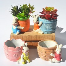 다육이화분 리톱스 아악무 듀가르손 만손초 트리옵스 다육이알뜰장터 다유기 B, 4번, 1개