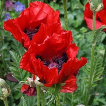 숙근양귀비 (킹콩) 꽃 구근 묘목 화단 모종