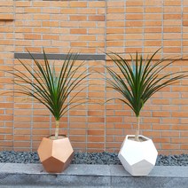 Wgarden 드라세나 드라코 개업화분 공기정화식물 인테리어화분, 화이트(경기지역배송)