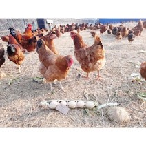 육수용닭 업소용닭 폐계닭 노계닭 산란닭 15마리(냉동- 마리당 1.3kg내외)