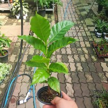 10~30cm 29 커피나무 소품