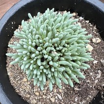 [올식스] 별의눈물 적화 다육식물 플랜테리어 반려식물 공기정화식물 개업화분