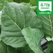 직송 담양 유기농 케일 즙용 녹즙용, 1박스, 1kg