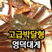 산지직송 [경북영덕]영덕대게 고급박달형 大 7마리_마리당 500g 수율80~90%, 단품없음
