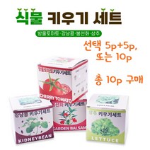 쉬운 식물키우기 재배 키트 방울토마토 강낭콩 봉선화 상추 취미 학습용, 강낭콩5p+상추5p