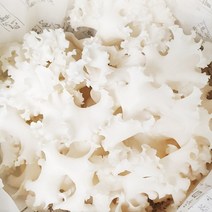 건조 꽃송이버섯 100g or 생꽃송이버섯 1kg 국내산 무농약 베타글루칸 GAP, 꽃송이버섯 생물1KG